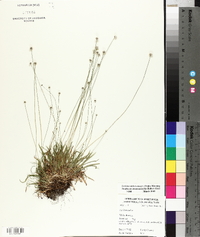 Lachnocaulon anceps image