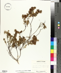 Kalmia buxifolia image