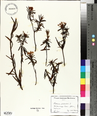 Rhododendron tomentosum image