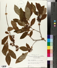 Lyonia mariana image