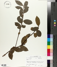 Lyonia lucida image