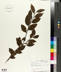 Lyonia lucida image