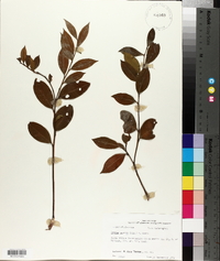 Lyonia lucida image