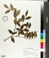 Lyonia lucida image