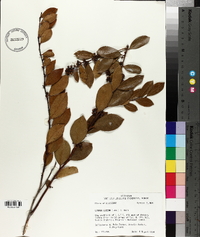 Lyonia lucida image