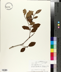 Lyonia lucida image