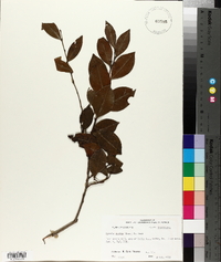 Lyonia lucida image