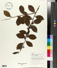 Lyonia lucida image