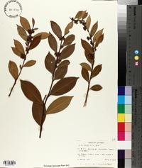 Lyonia lucida image