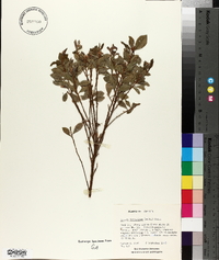 Lyonia ferruginea image