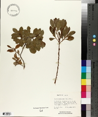 Lyonia ferruginea image