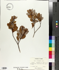 Lyonia ferruginea image