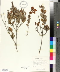 Lyonia fruticosa image