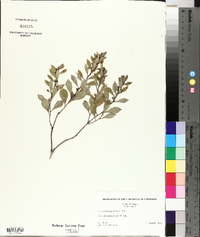 Lyonia fruticosa image