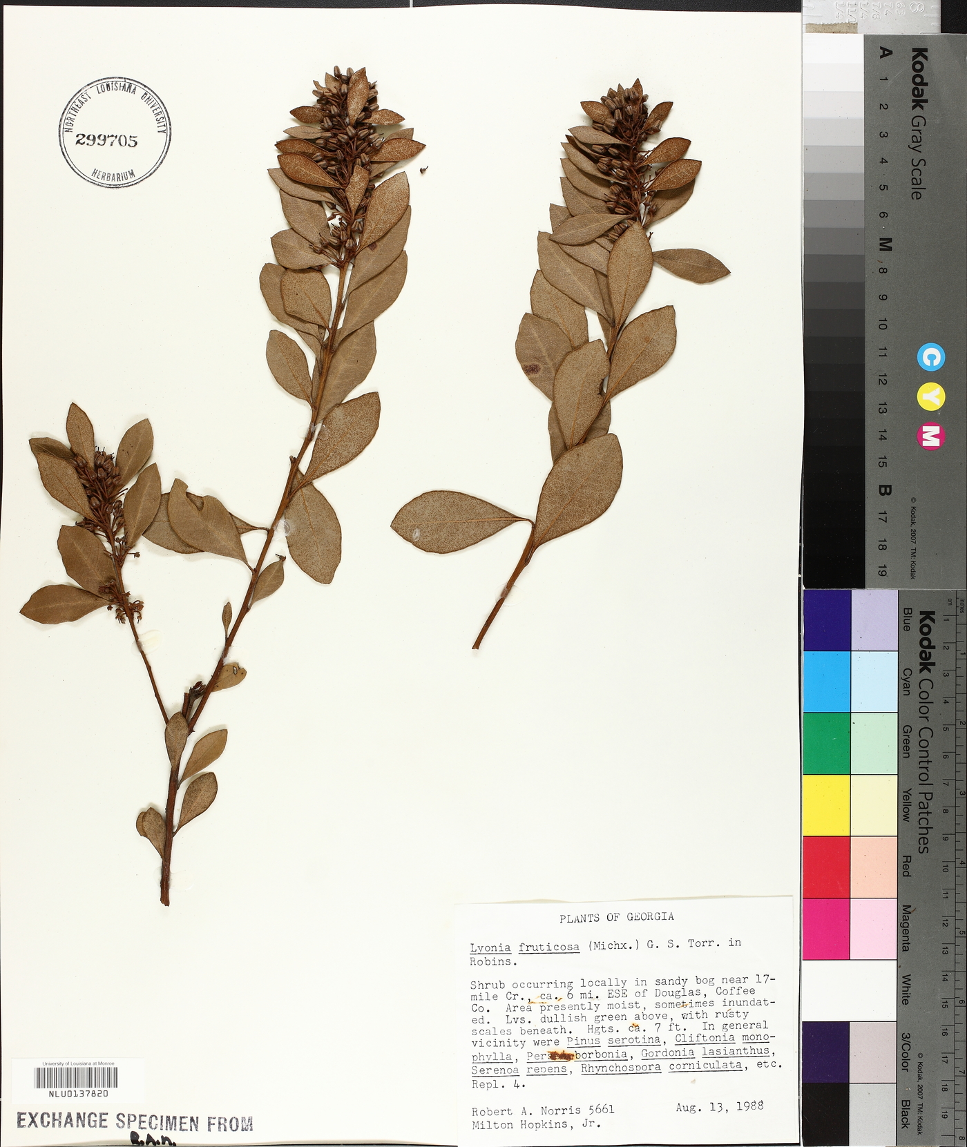 Lyonia fruticosa image