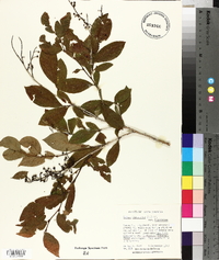 Lyonia ligustrina var. ligustrina image