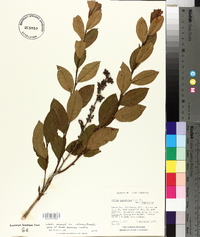Lyonia ligustrina var. ligustrina image