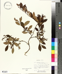 Lyonia ligustrina var. foliosiflora image