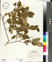 Lyonia ligustrina var. foliosiflora image