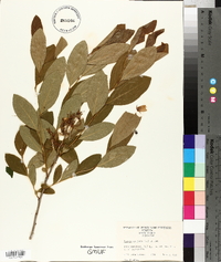 Lyonia mariana image