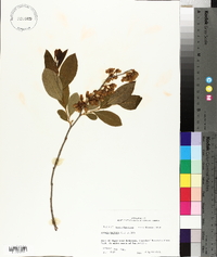 Lyonia mariana image