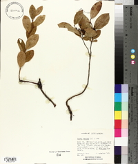 Lyonia mariana image