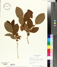 Lyonia mariana image