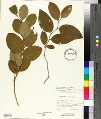 Lyonia mariana image