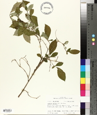 Lyonia mariana image