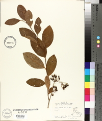 Lyonia mariana image