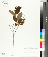 Lyonia mariana image