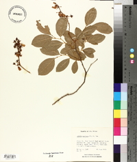 Lyonia mariana image