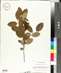 Lyonia mariana image