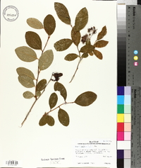 Lyonia mariana image