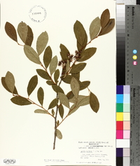 Lyonia mariana image