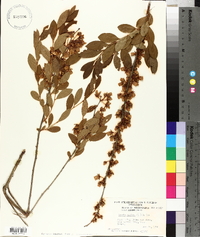 Lyonia mariana image