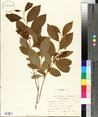 Lyonia mariana image