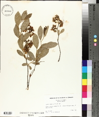 Lyonia mariana image