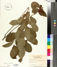 Lyonia mariana image