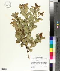 Lyonia mariana image