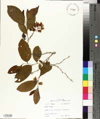 Lyonia mariana image