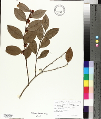 Lyonia lucida image