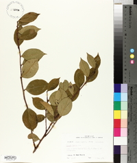 Lyonia lucida image