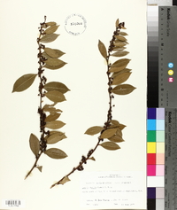 Lyonia lucida image