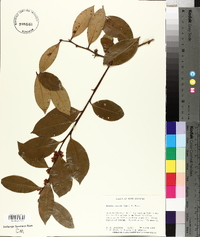 Lyonia lucida image