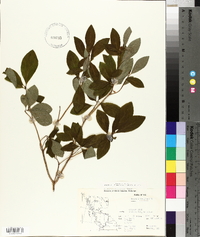 Rhododendron menziesii image