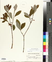 Rhododendron pilosum image