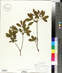 Rhododendron pilosum image