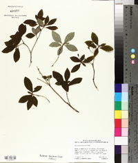 Rhododendron menziesii image