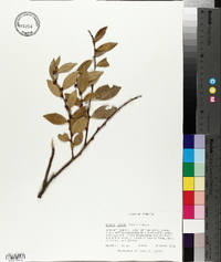 Lyonia lucida image